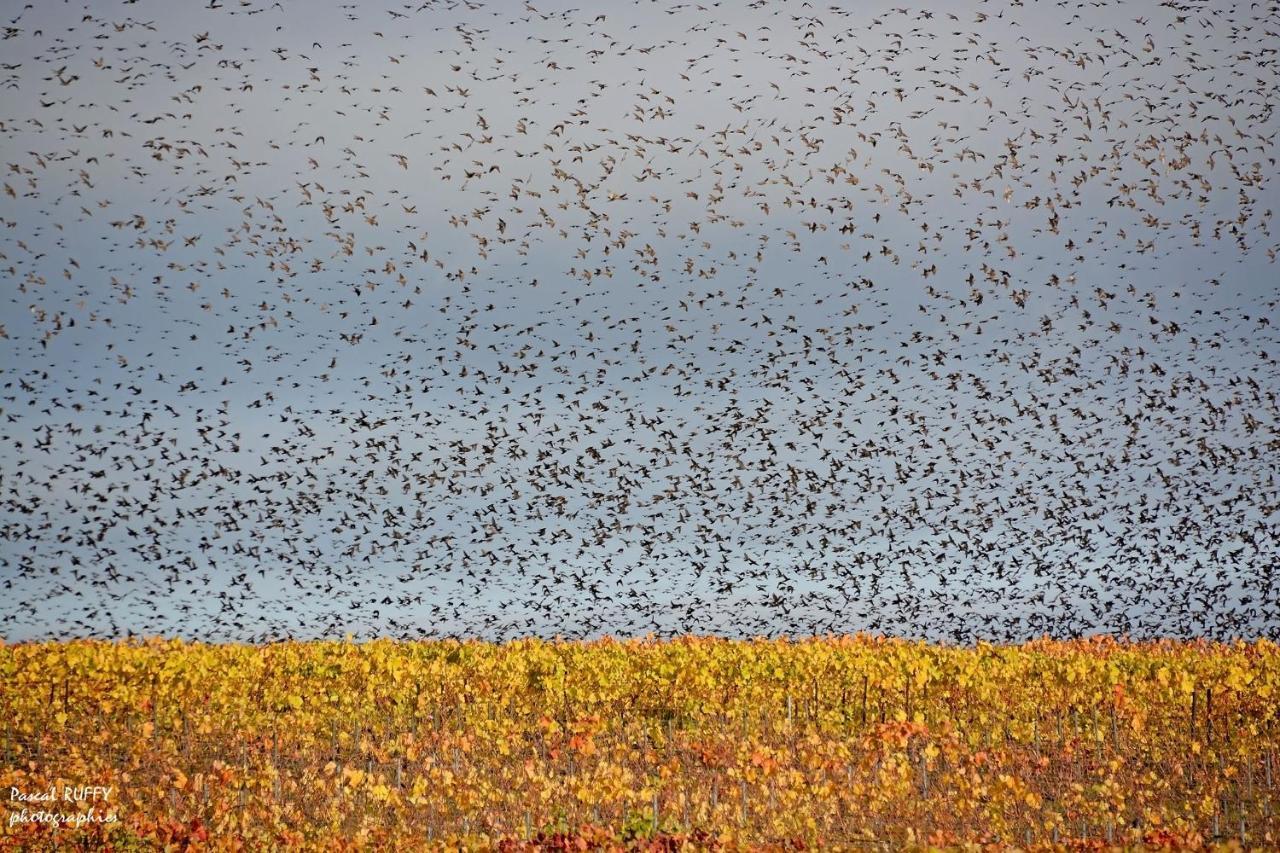 L'Aire Des Oiseaux Villa Muno Eksteriør bilde